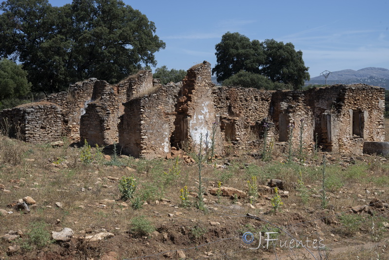 Onopordum illyricum illyricum.27