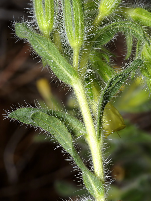 Onosma tricerosperma granatensis.05