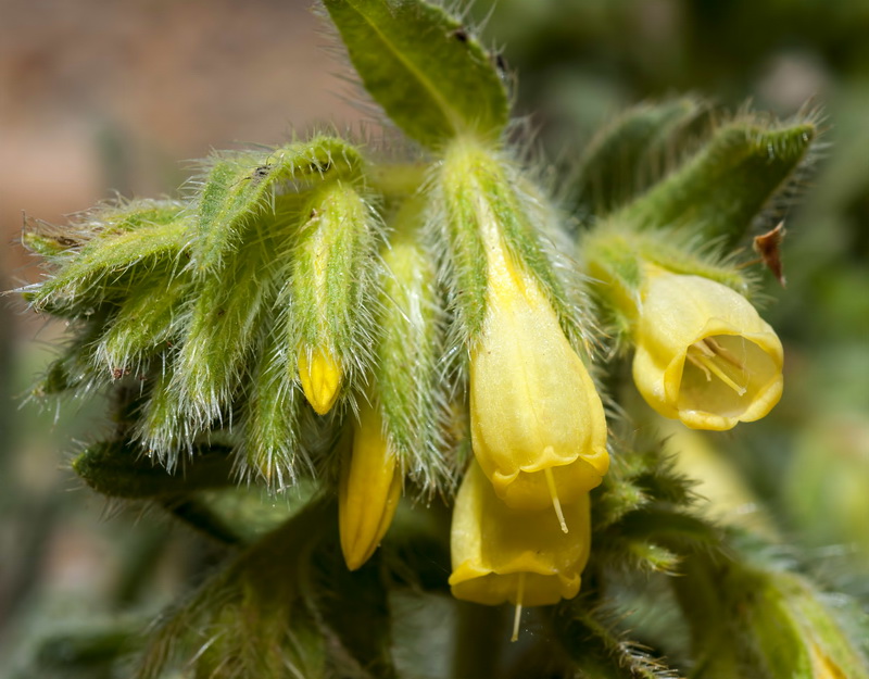 Onosma tricerosperma granatensis.08