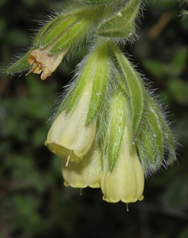 Onosma tricerosperma granatensis.11