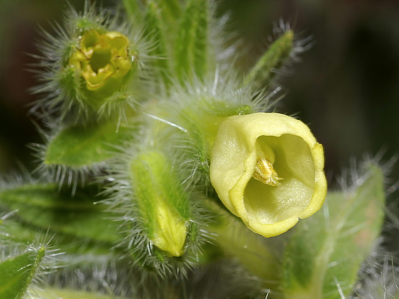 Onosma tricerosperma granatensis.14