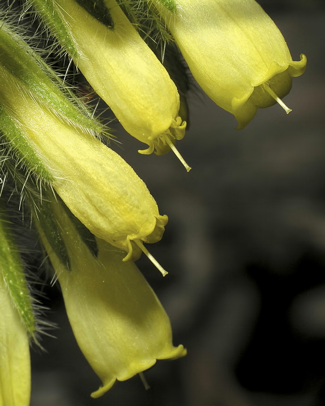 Onosma tricerosperma granatensis.22