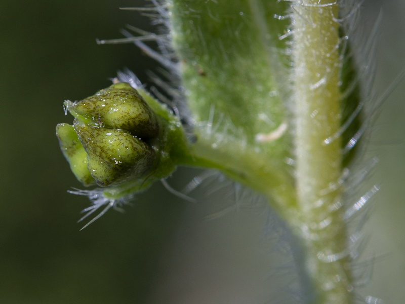 Onosma tricerosperma granatensis.24