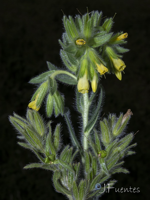 Onosma tricerosperma granatensis.27