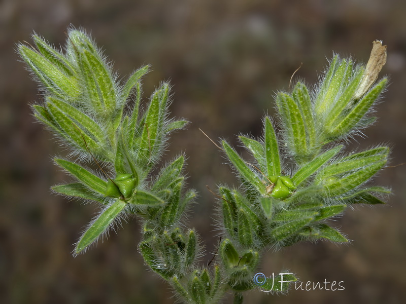 Onosma tricerosperma granatensis.28