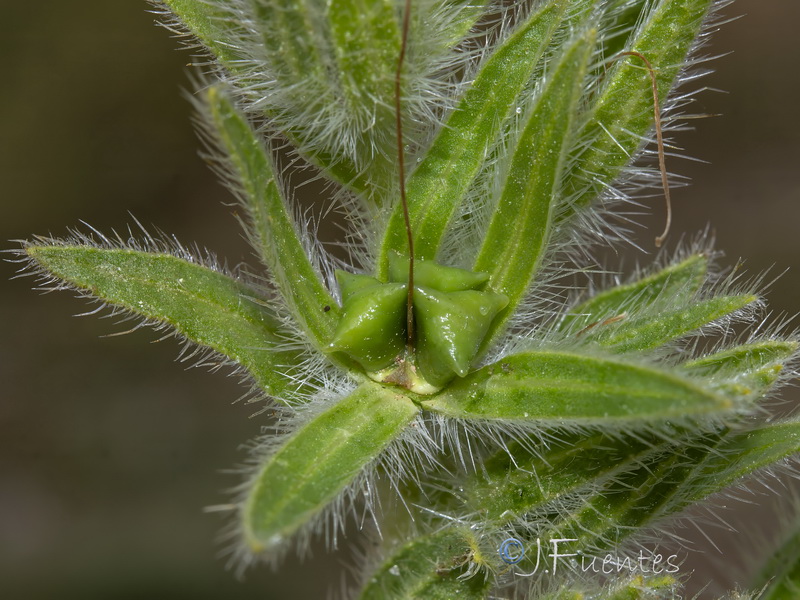 Onosma tricerosperma granatensis.29
