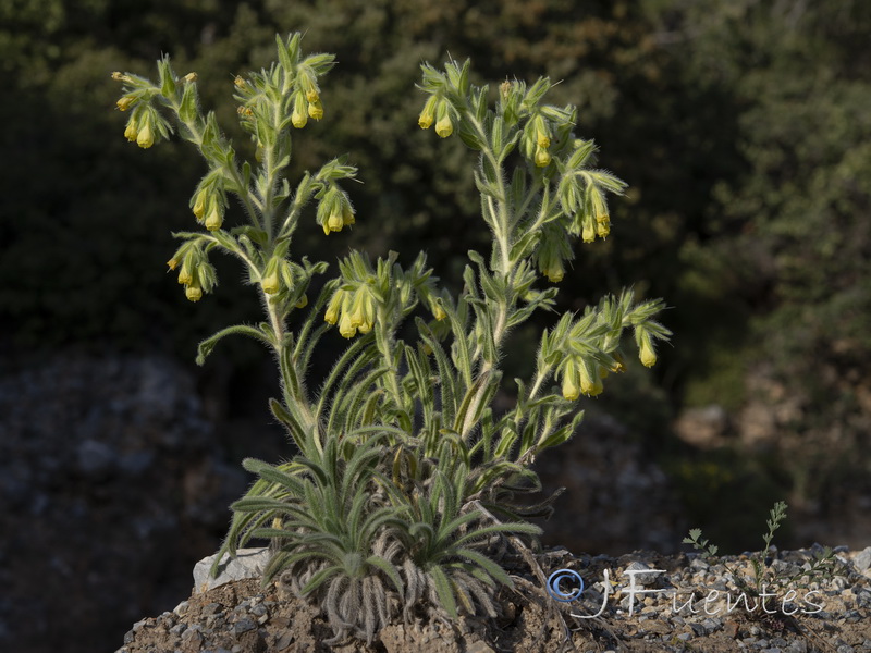 Onosma tricerosperma mauritanica.01