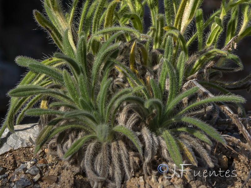 Onosma tricerosperma mauritanica.02
