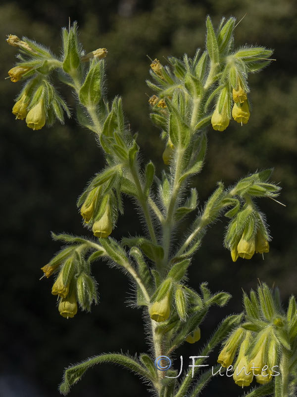 Onosma tricerosperma mauritanica.03