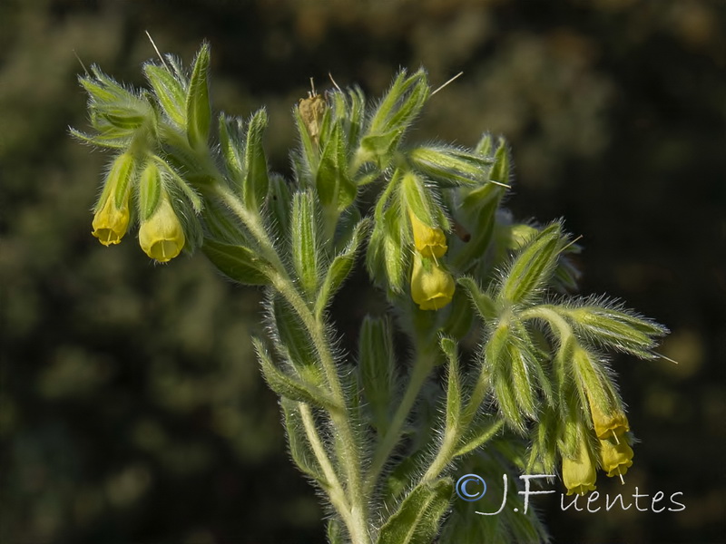 Onosma tricerosperma mauritanica.04