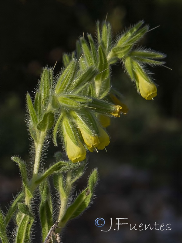 Onosma tricerosperma mauritanica.05