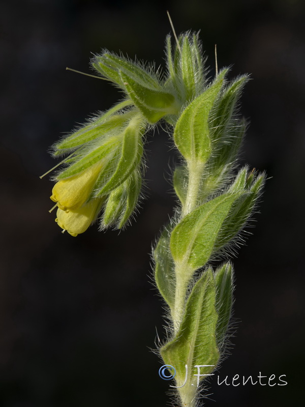 Onosma tricerosperma mauritanica.06