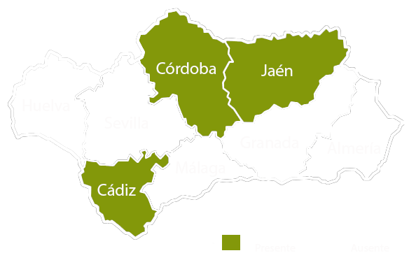 Andalucia copia
