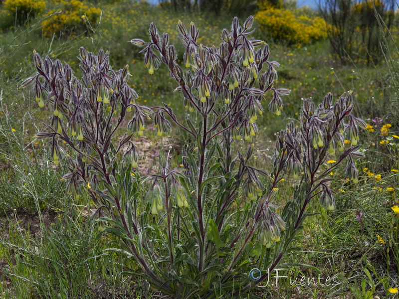 Onosma tricerosperma tricerosperma.01