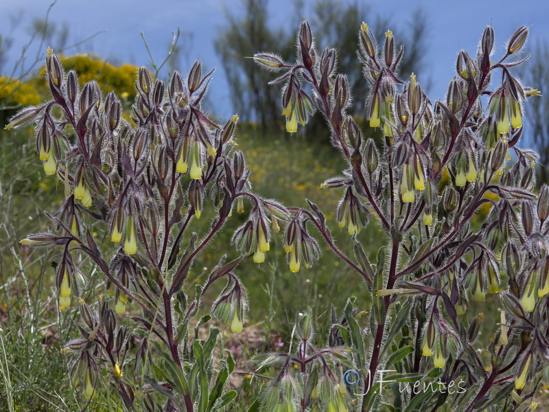 Onosma tricerosperma tricerosperma.02