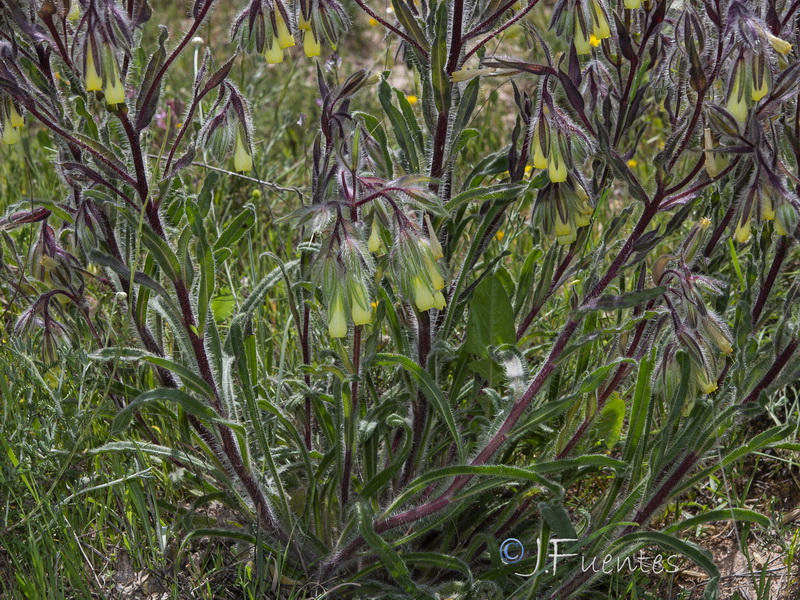 Onosma tricerosperma tricerosperma.03