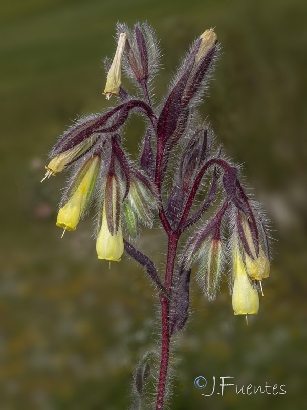 Onosma tricerosperma tricerosperma.04