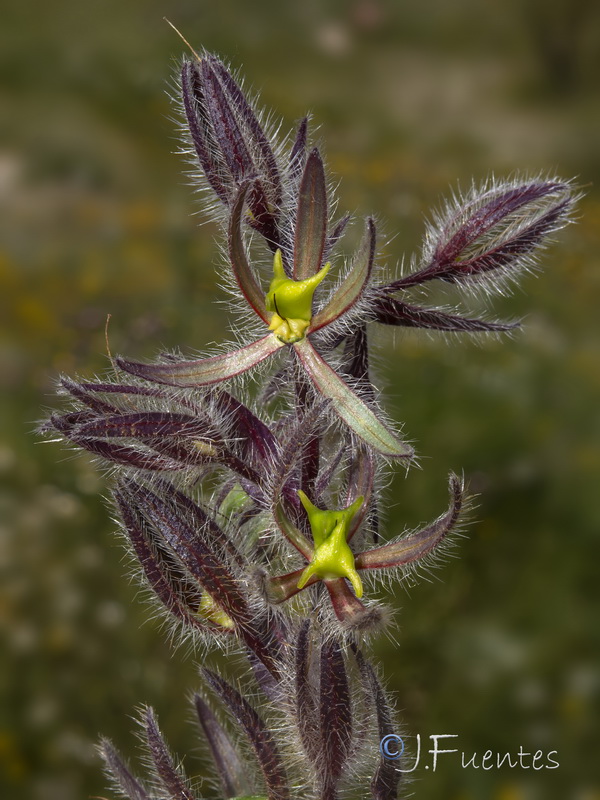 Onosma tricerosperma tricerosperma.05