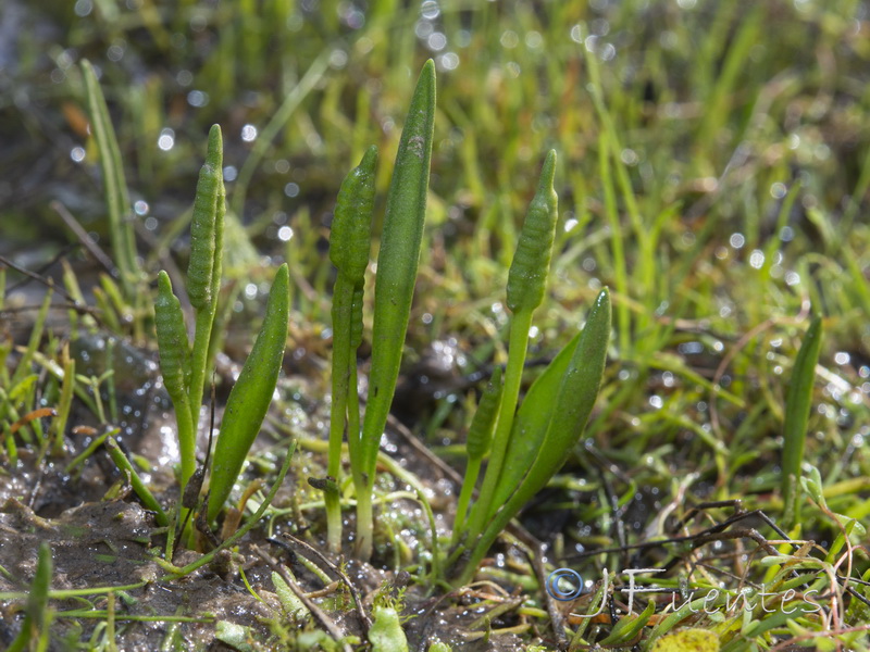 Ophioglossum lusitanicum.01