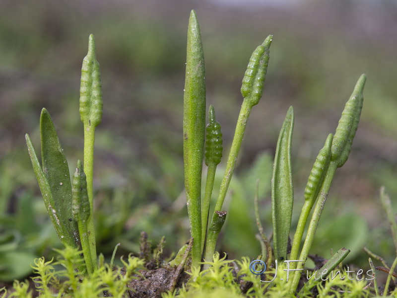 Ophioglossum lusitanicum.02