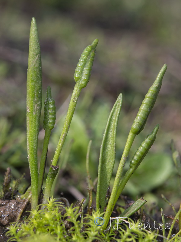 Ophioglossum lusitanicum.03