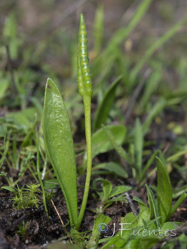 Ophioglossum lusitanicum.04