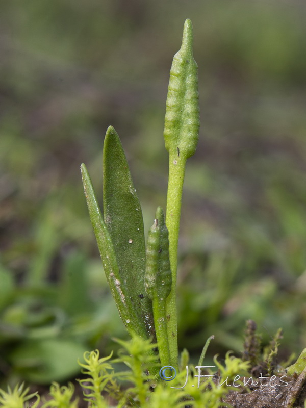 Ophioglossum lusitanicum.05