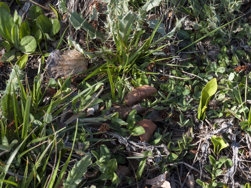 Ophioglossum vulgatum.01