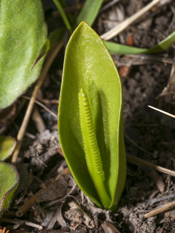 Ophioglossum vulgatum.02