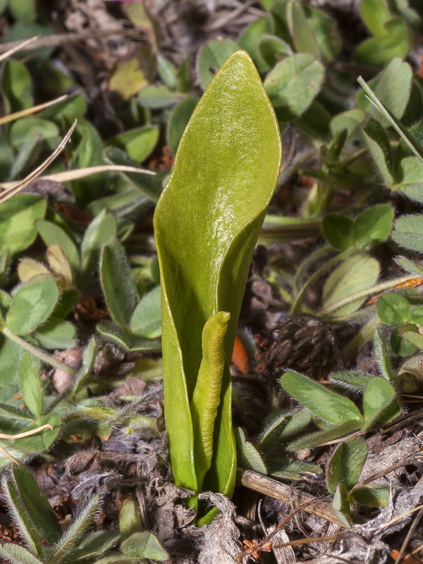 Ophioglossum vulgatum.03