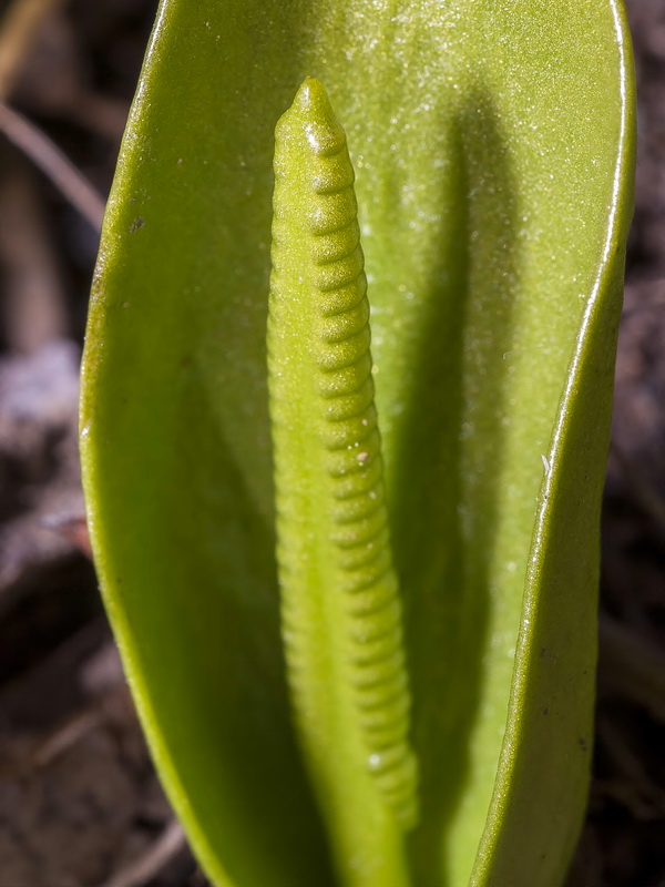 Ophioglossum vulgatum.05