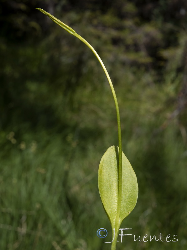 Ophioglossum vulgatum.06