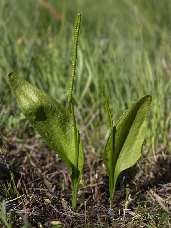 Ophioglossum vulgatum.09