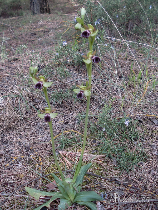 Ophrys algarvensis.01