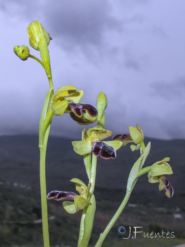 Ophrys algarvensis.07
