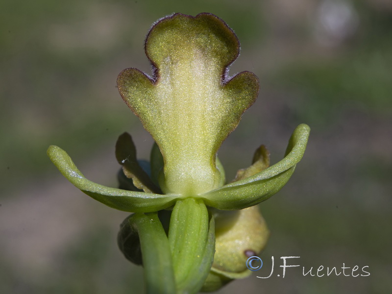 Ophrys algarvensis.17