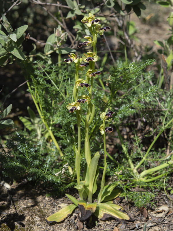 Ophrys algarvensis.18