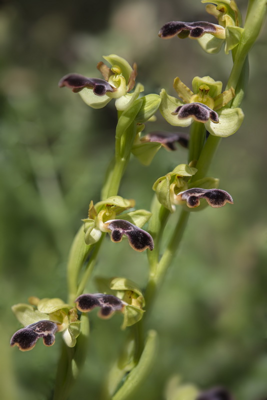Ophrys algarvensis.20