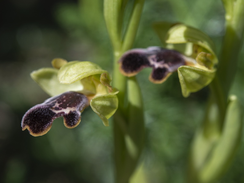 Ophrys algarvensis.23