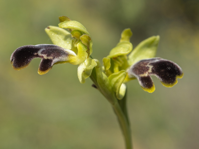 Ophrys algarvensis.26