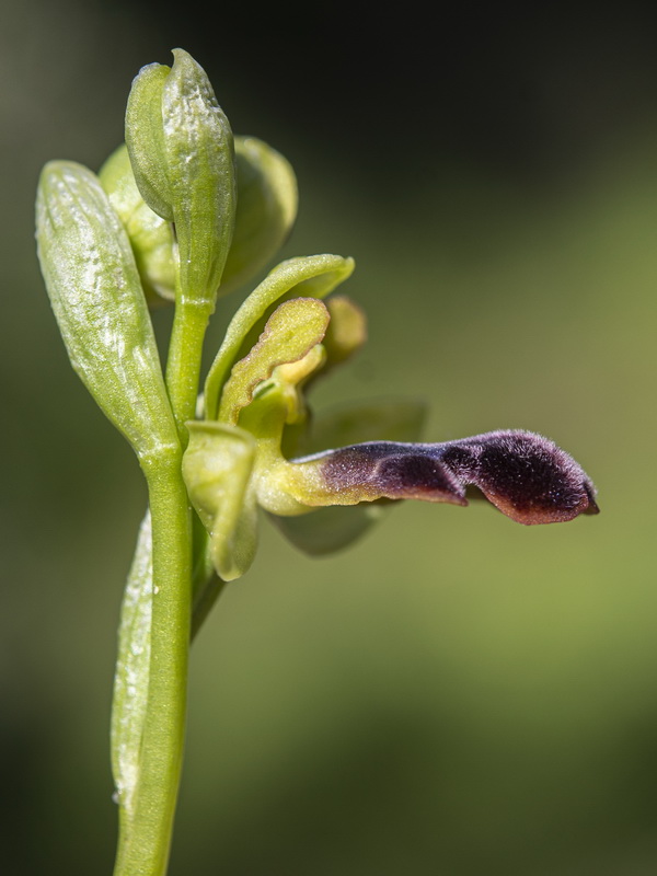 Ophrys algarvensis.29