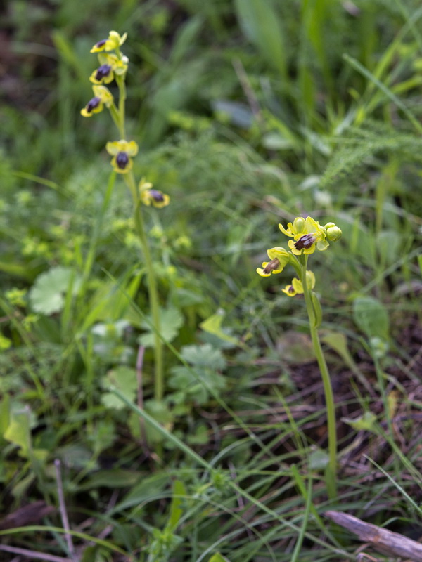 Ophrys alpujata.01