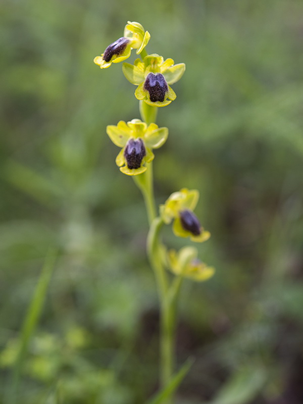 Ophrys alpujata.04