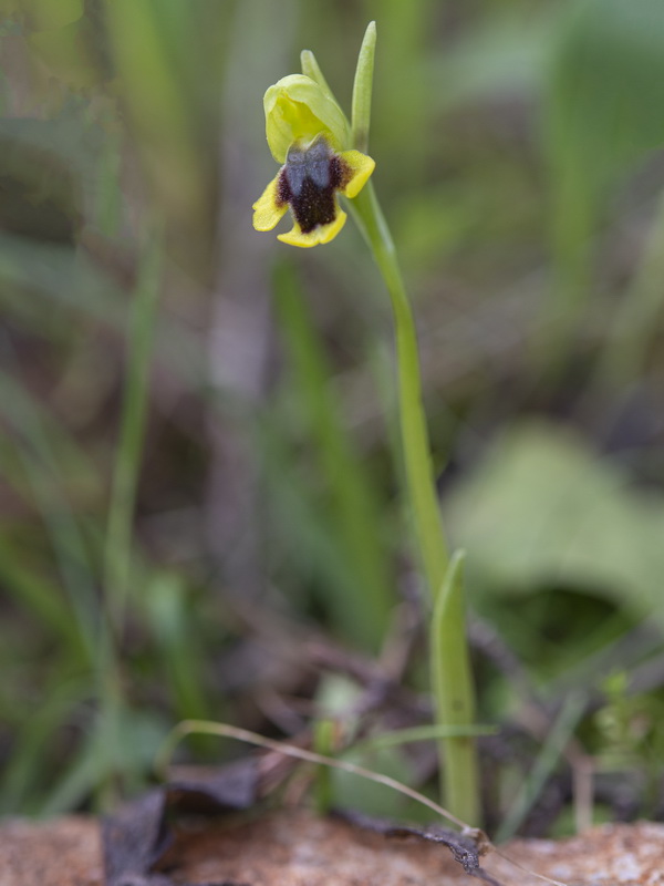 Ophrys alpujata.05