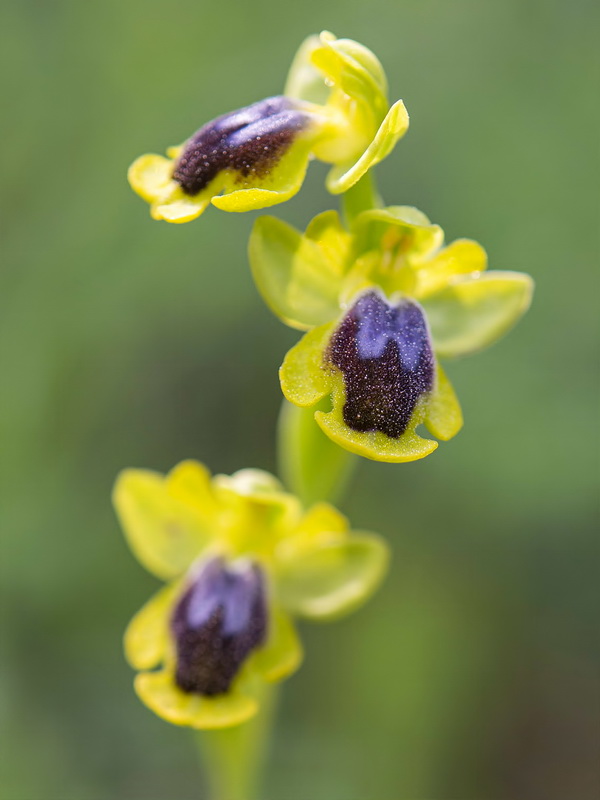 Ophrys alpujata.06