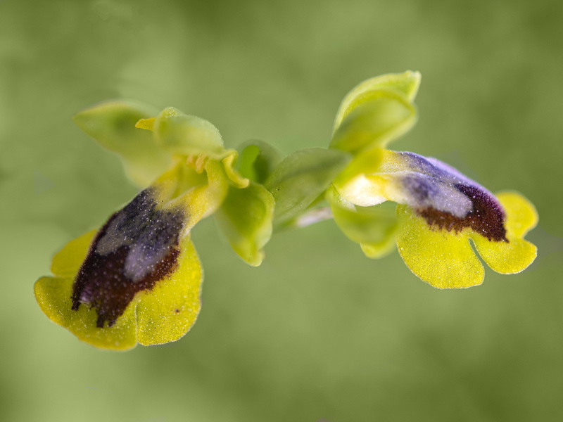 Ophrys alpujata.08