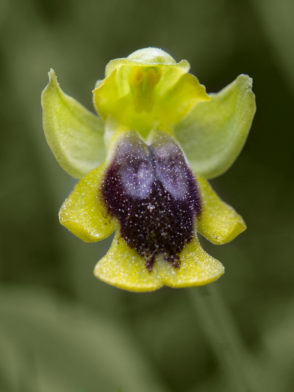 Ophrys alpujata.10