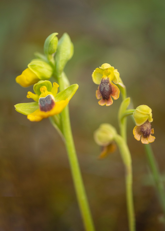Ophrys alpujata.18