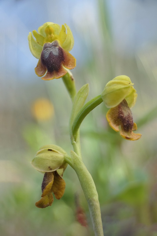 Ophrys alpujata.19