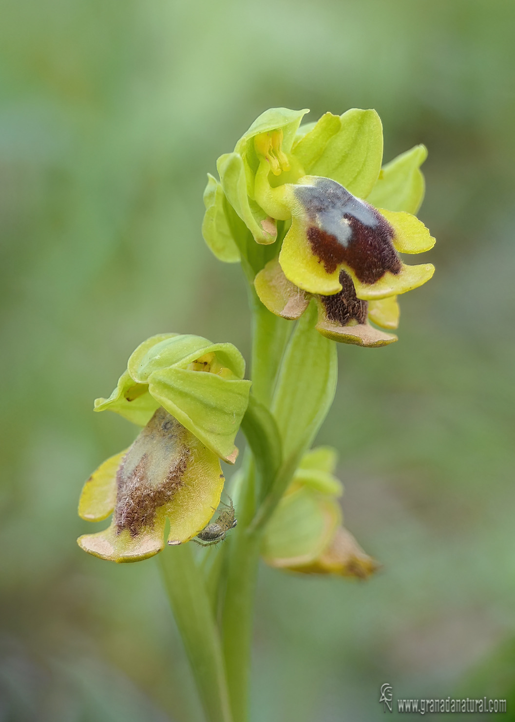 Ophrys alpujata.20
